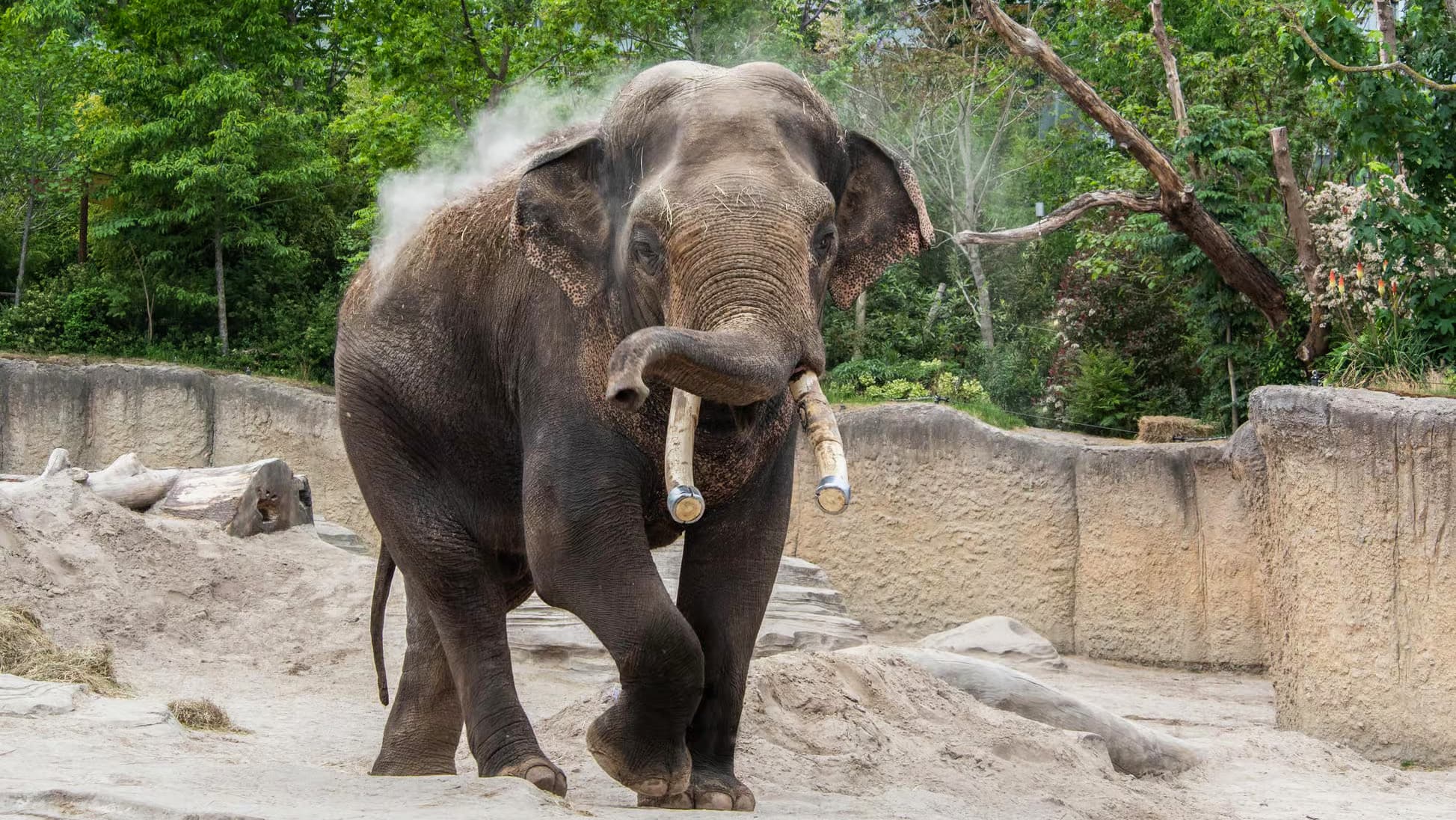 Emmen Zoo – Tickets + Hotelverblijf Inbegrepen foto 1